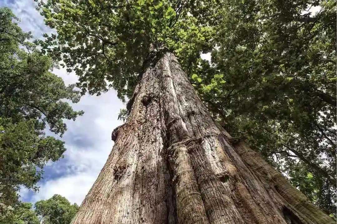 柚木窗——由【內】到【外】助睡眠