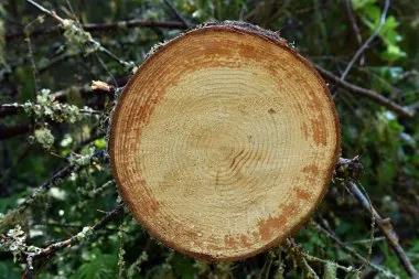 干貨 | 實木窗為什么會有色差